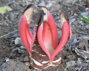 Hydnora Abyssinica * Unusual * Medicinal * Extremely Rare * 3 Seeds * Limited *
