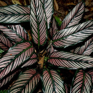Calathea Ornata * Lovers Plant * Amazing Leaves * Pink Strips * Rare Seeds *