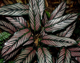 Calathea ornata * plante des amoureux * feuilles étonnantes * bandes roses * graines rares *