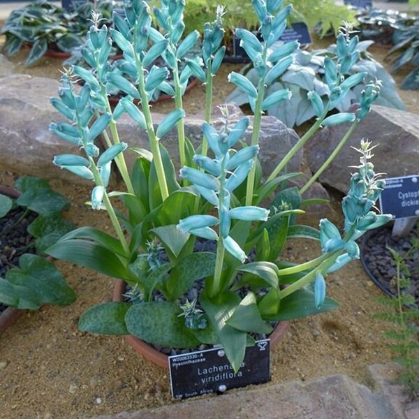 Lachenalia Viridiflora * Stunning Turquoise Hyacinth * Very Rare * 5 Seeds *