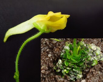 Genlisea Aurea Corkscrew Carnivorous Plant # 10 Fresh Seeds # VERY RARE limted