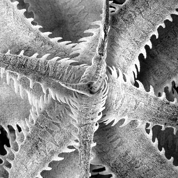 Dyckia Marnier - Lapostollei ~ Bromeliad ~ Rare Exotic Silver Cactus ~ 3 Seeds