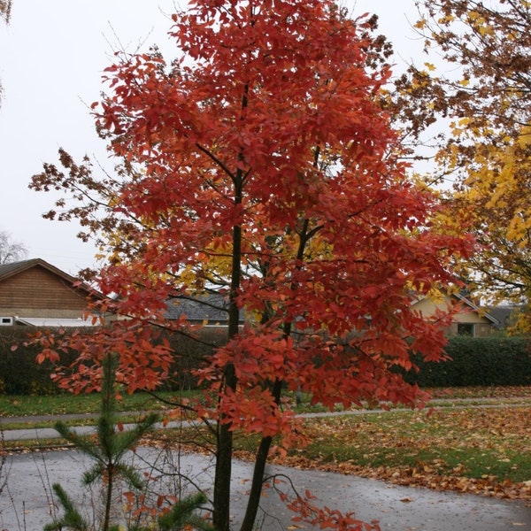 Nothofagus Alpina - Rauli Beech - Very Rare - 5 Seeds