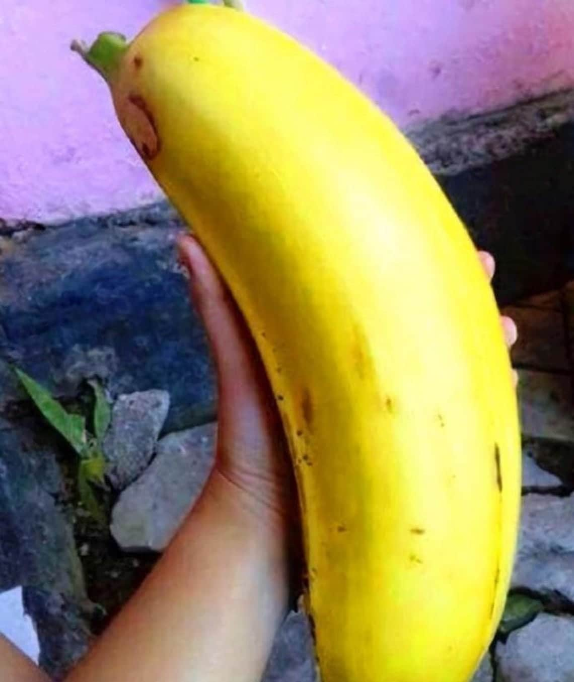 Включи big banana. Сорт банана голубая Ява. Муса Ингенс банан. Большой банан. Самый большой банан.