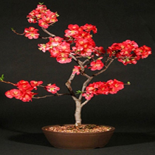 Chaenomeles Japonica Floración Membrillo Bonsai Árbol 10 semillas * Increíble * Raro *