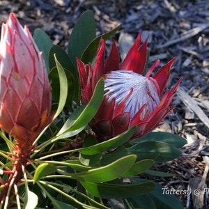 Protea Cynaroides South Africa King Spectacular Very Rare 3 Seeds image 2