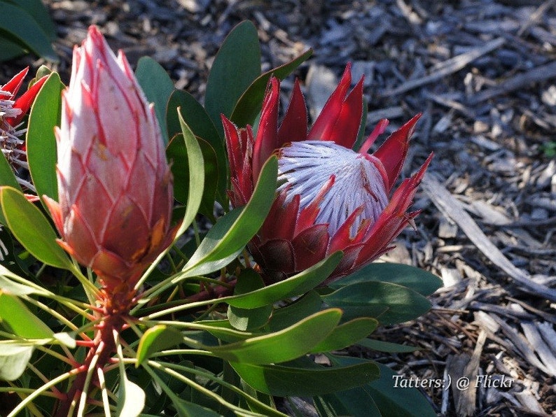 Protea Cynaroides South Africa King Spectacular Very Rare 3 Seeds image 2