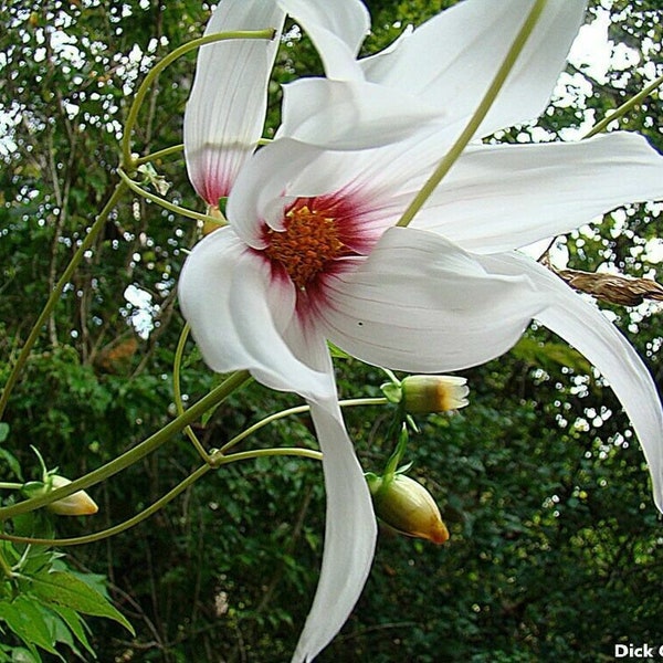 Dahlia Campanulata - Weeping Tree Dahlia - Lavender Flower - 5 Seeds