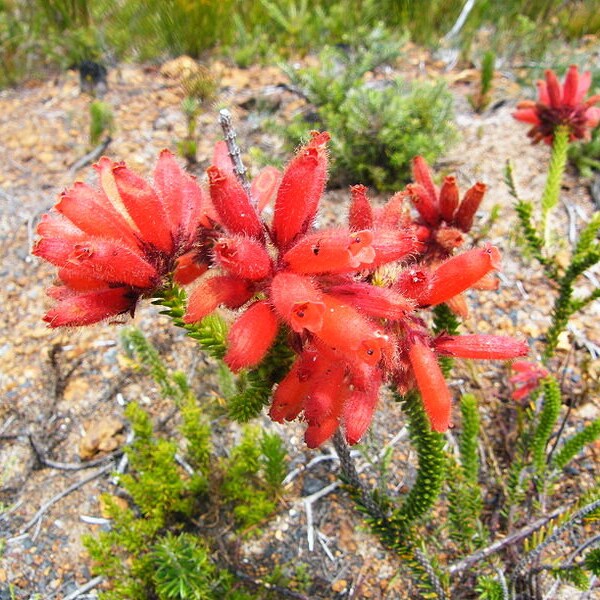 Erica Cerinthoides ~ Fire Red Hairy Heath ~ Stunning Tropical Shrub ~ 10 Tiny Rare Seeds ~