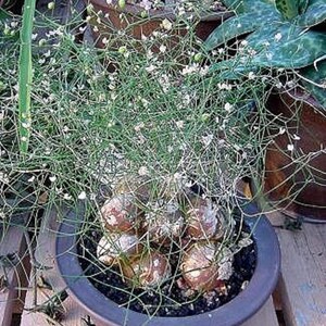 Schizobasis Intricata African Succulent Fresh 5 Seeds Very Rare image 4