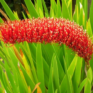 Extremely Rare Xeronema callistemon Poor Knights Lily Vulnerable 4 Seeds image 3