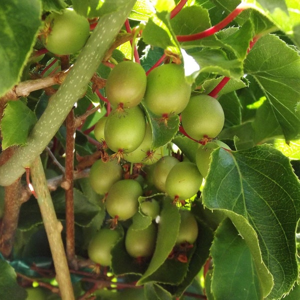 Actinidia Arguta * Hardy Kiwi * Sweet Fruit * 30 Rare Seeds *