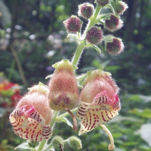 Kohleria Allenii Unusual Tiger Flowers 200 Tiny Seeds Ornamental Garden Flower image 1