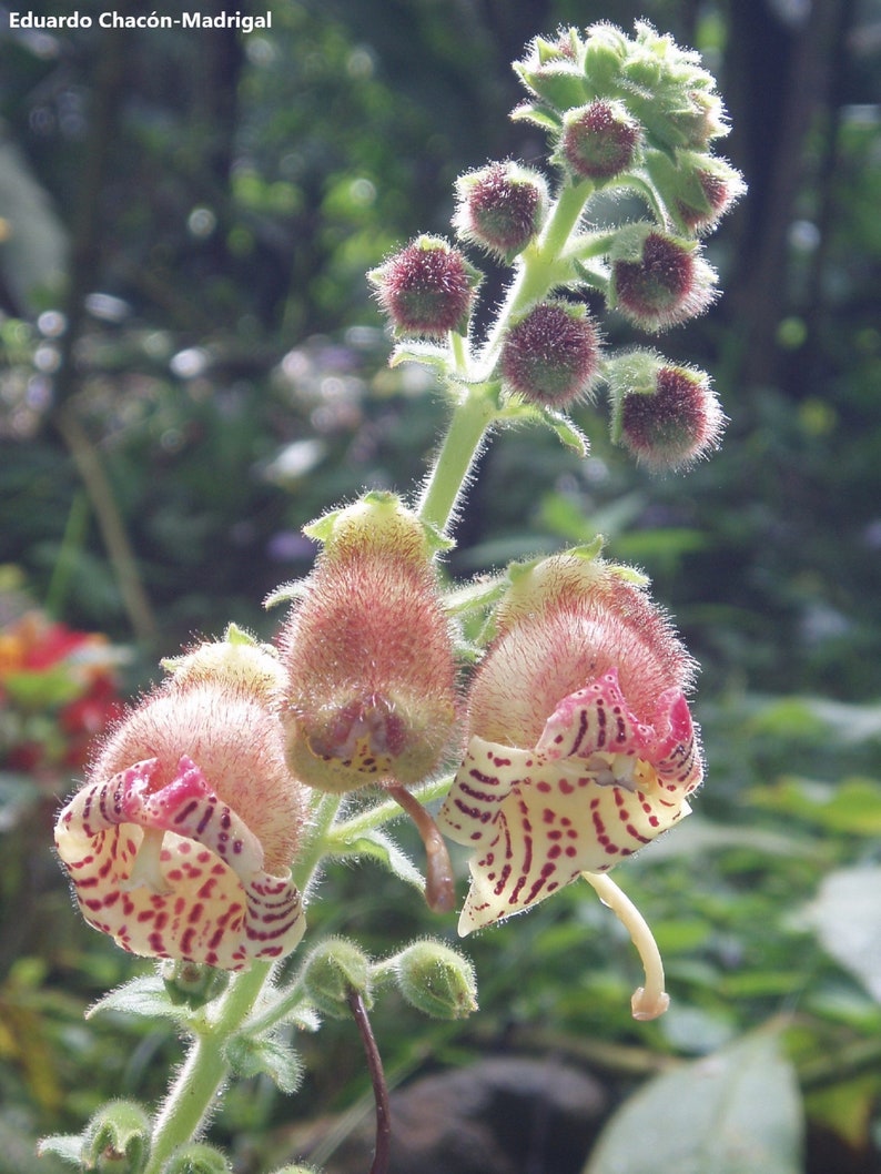 Kohleria Allenii Unusual Tiger Flowers 200 Tiny Seeds Ornamental Garden Flower image 1