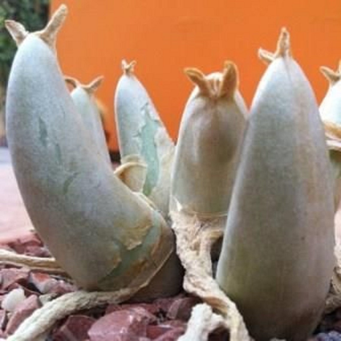 Mitrophyllum Mitratum Stunning Caudiciform Snail Succulent | Etsy