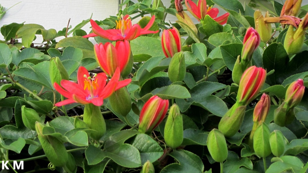 Passiflora Manicata (Red Passion Flower) Seeds – 5 Fresh Passion Fruit Vine Seeds