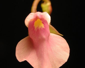 Utricularia Calycifida - Lachsblüte - Fleischfressend - 10 Samen