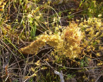 Drosera Gigantea * Giant Sundew * Carnivorous Plant * Fresh 10 Seeds * Rare *