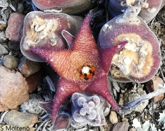 Stapelia Rufa - Red Stapelia - Rare Cactus - 5 Seeds