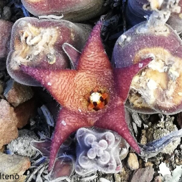 Stapelia Rufa - Red Stapelia - Rare Cactus - 5 Seeds