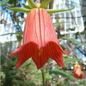Canarina Canariensis Canary Islands Bell Flower Beautiful Rare 5 Seeds image 1
