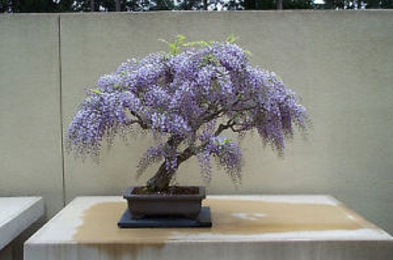 Lavender Bonsai Tree Care - bonsai tree Lavender Bonsai Tree Care - bonsai tree