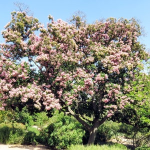 Calodendrum Capense Cape Chestnut Stunning Pink Flower Rare 5 Seeds image 1