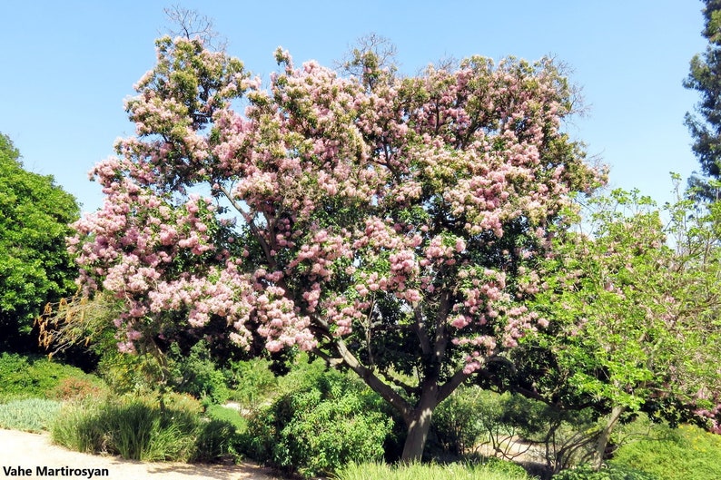 Calodendrum Capense Cape Chestnut Stunning Pink Flower Rare 5 Seeds image 1