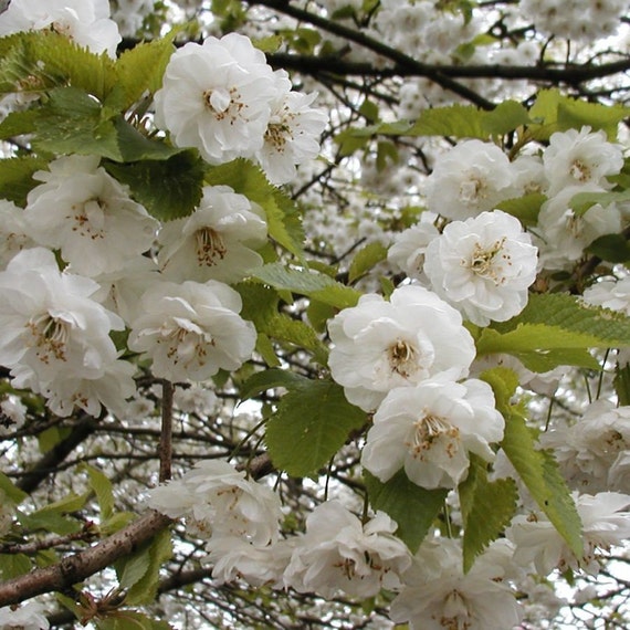 Prunus Avium Ciliegio selvatico Gean Albero bonsai di ciliegio in fiore 5  semi - Etsy Italia