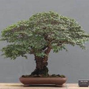 Ulmus Parvifolia Glorious Chinese Elm Bonsai Tree Rare 10 Seeds image 2