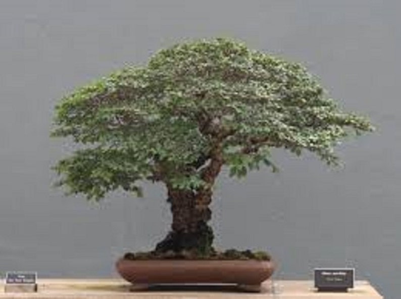 Ulmus Parvifolia Glorious Chinese Elm Bonsai Tree Rare 10 Seeds image 2