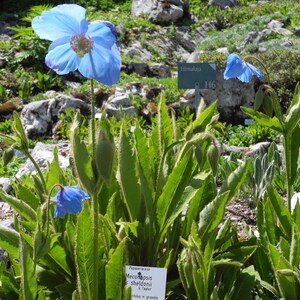 MECONOPSIS x Sheldonii 'Lingholm' Blue Poppy Rare 5 Seeds image 2