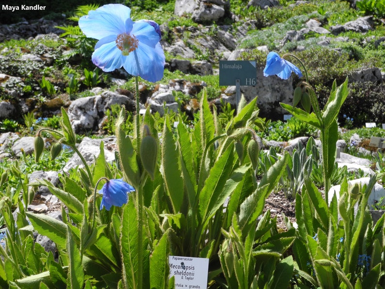 MECONOPSIS x Sheldonii 'Lingholm' Blue Poppy Rare 5 Seeds image 2