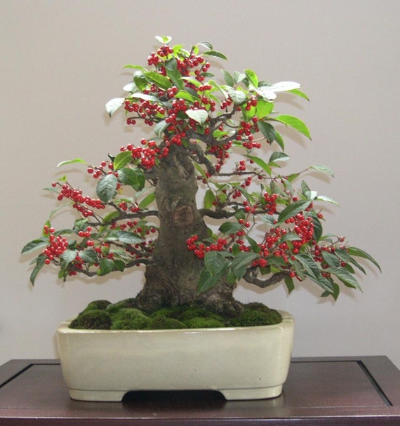 Ilex Aquifolium Christmas Common Holly Bonsai Tree 10 Seeds | Etsy Ilex Aquifolium Christmas Common Holly Bonsai Tree 10 Seeds | Etsy