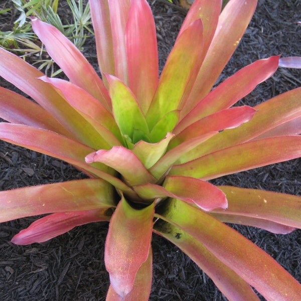 Androlepis Skinneri ~ Stunning Tropical Bromeliad ~ Very Rare 5 Seeds ~