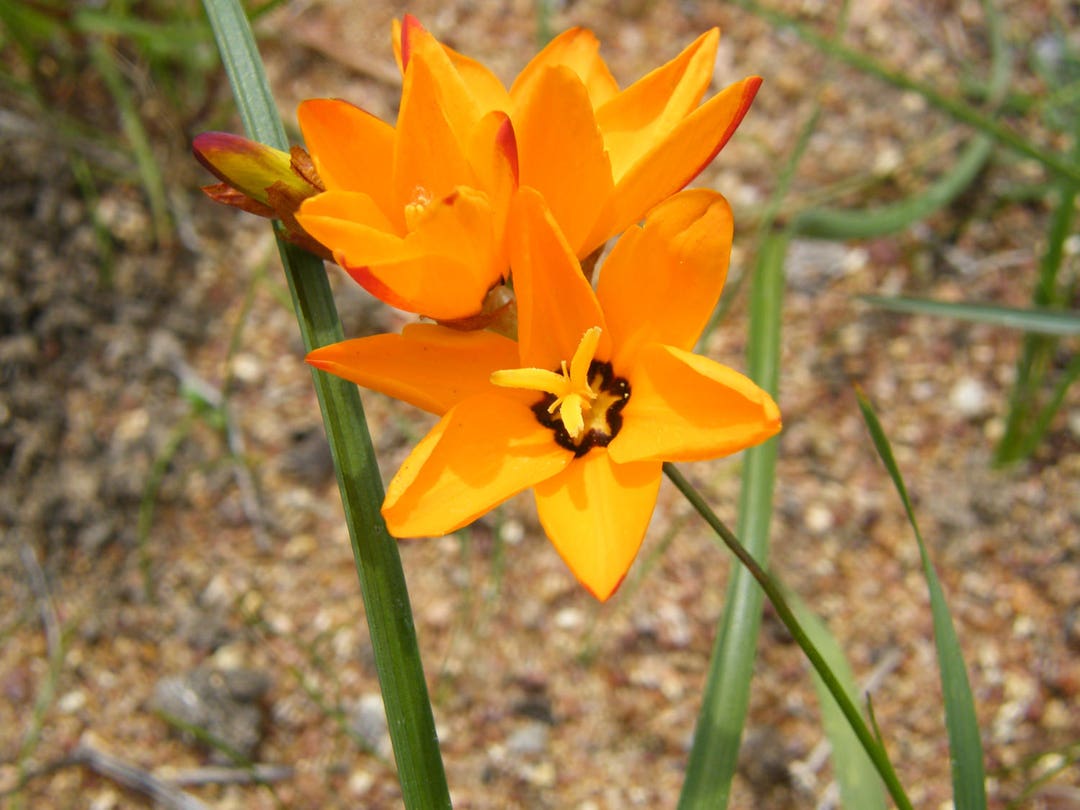 Ixia Maculata Spotted African Corn Lily Beautiful Yelloworange