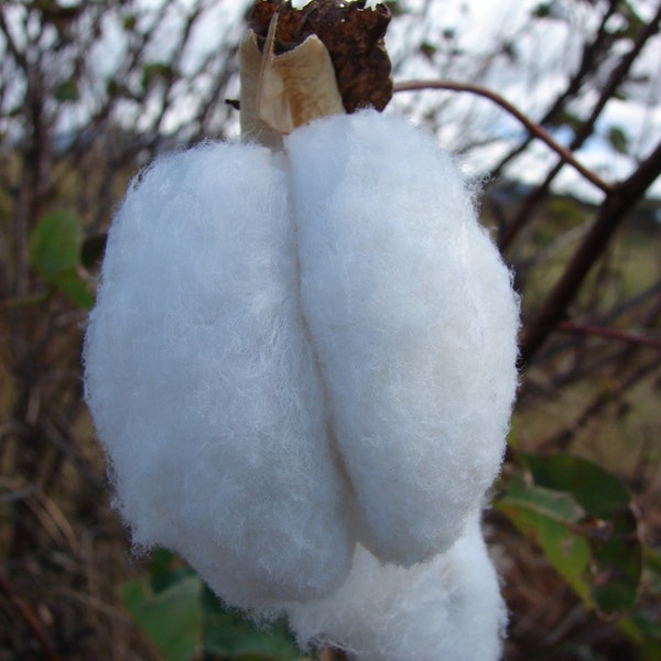 Sea Island Cotton - Etsy