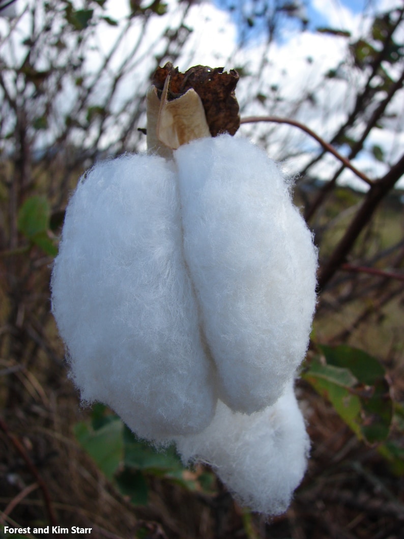 Gossypium Barbadense Sea Island Cotton Rare 5 Seeds image 1
