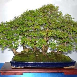 Ulmus Parvifolia Glorious Chinese Elm Bonsai Tree Rare 10 Seeds image 5