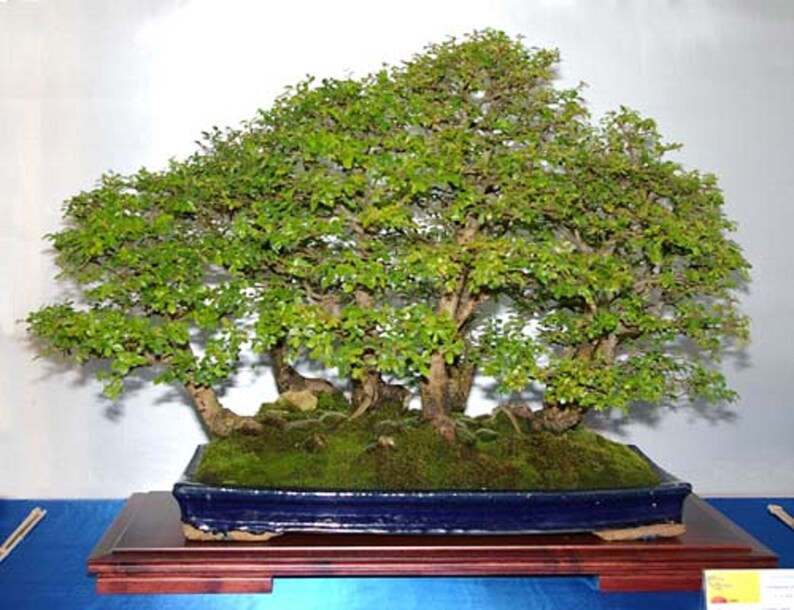 Ulmus Parvifolia Glorious Chinese Elm Bonsai Tree Rare 10 Seeds image 5