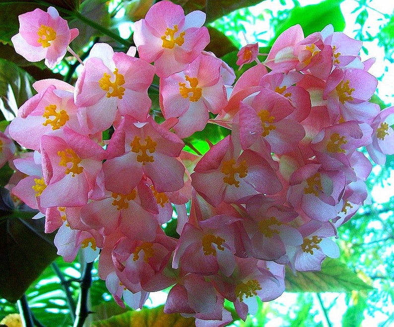 Begonia Coccinea Angel Wing Begonia Tropical Stunning Flowers 10 Seeds image 1