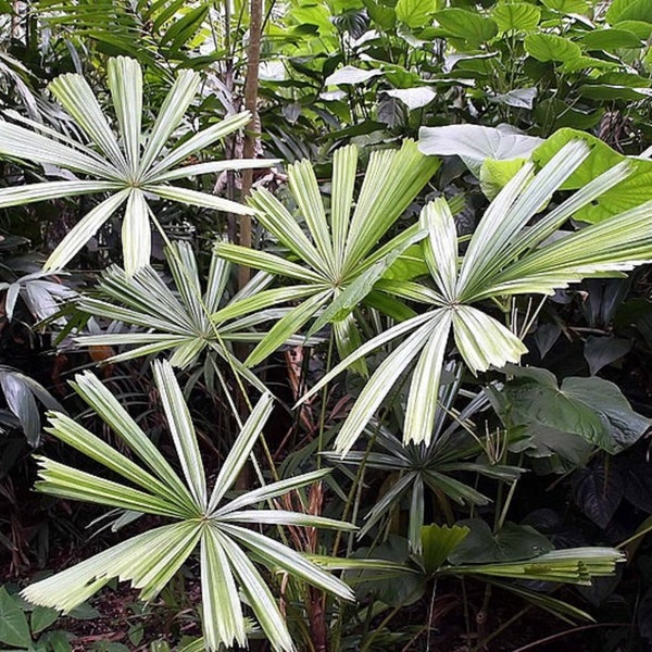 Licuala Spinosa - Mangrove Fan Palm - Rare - 10 Seeds