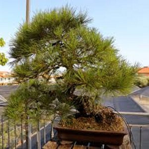 Pinus Thunbergii Japanese Black Pine Rare Bonsai Tree 10 Seeds image 3