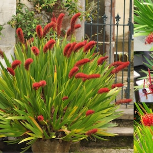 Extremely Rare Xeronema callistemon Poor Knights Lily Vulnerable 4 Seeds image 1