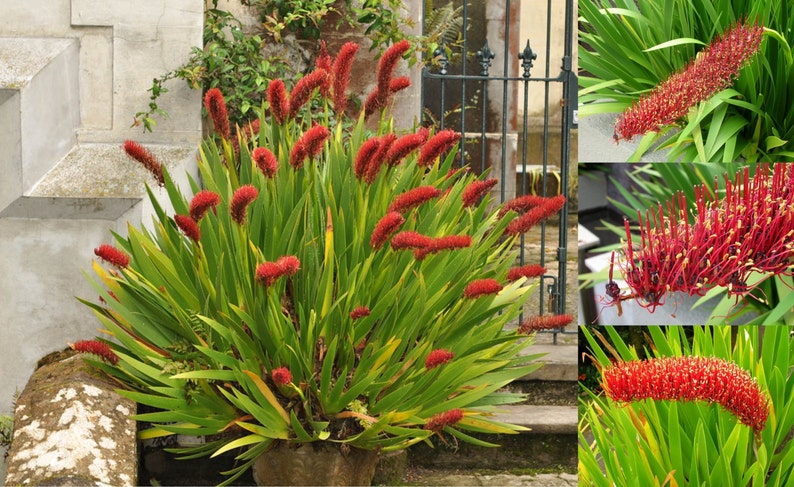 Extremely Rare Xeronema callistemon Poor Knights Lily Vulnerable 4 Seeds image 1