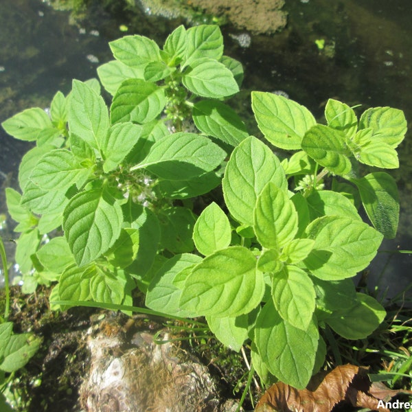 Mentha Aquatica - Wasserminze - Kräuterteepflanze - 50 Samen