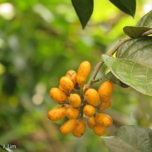 Uvaria Littoralis - Rare Fingers Fruit - 10 Seeds