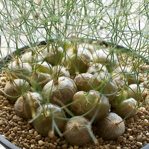 Schizobasis Intricata African Succulent Fresh 5 Seeds Very Rare image 2