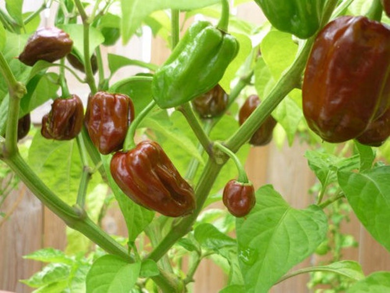 Jamaican Hot Chocolate Habanero Heirloom Pepper Fresh 10 Seeds Etsy