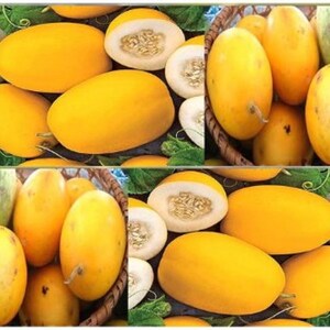 5 Vine Peach Melons Seeds taste Just Like Mango & Great for - Etsy UK